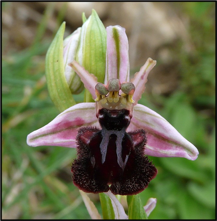 Ophrys sipontensis